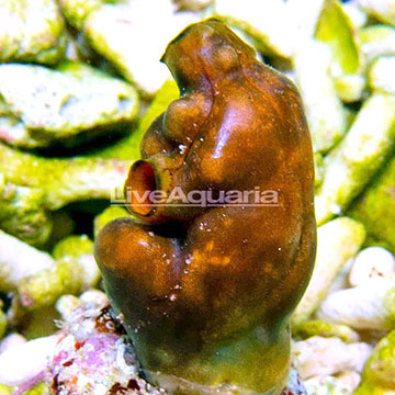 Colored Tunicate