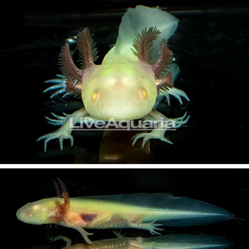 Albino Axolotl, GFP