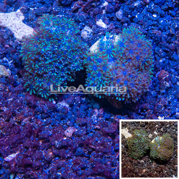 LiveAquaria® Two Pack Cultured Sympodium Coral