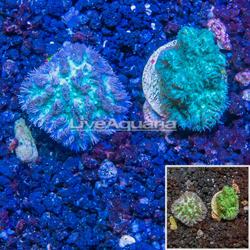 LiveAquaria® Two Pack Cultured Hydnophora Coral