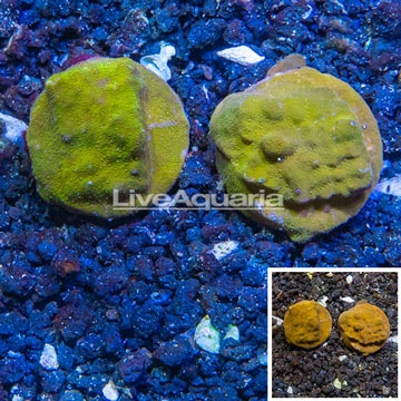 LiveAquaria® Two Pack Cultured Psammacora Coral