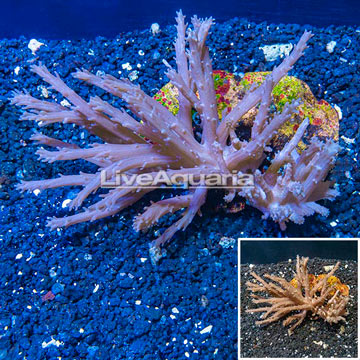 Tree Coral Indonesia