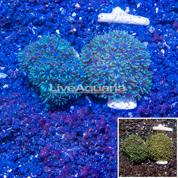 LiveAquaria® Two Pack Cultured Sympodium Coral