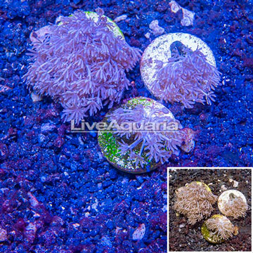 LiveAquaria® Three Pack Cultured Pom Pom Xenia Coral