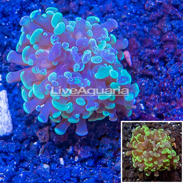 LiveAquaria® Cultured Hammer Coral