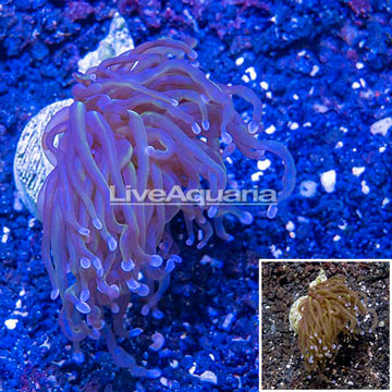 LiveAquaria® Cultured Torch Coral