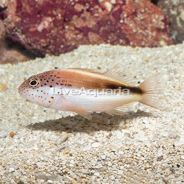 Freckled Hawkfish 