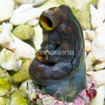 Colored Tunicate