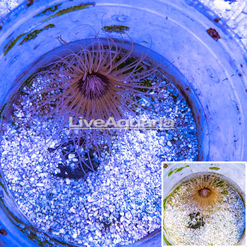 Tube Anemone