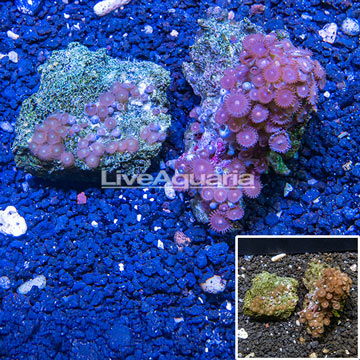Two Pack Zoanthus Coral Vietnam