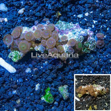 Zoanthus Coral Vietnam
