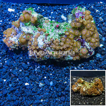 Zoanthus Coral Vietnam