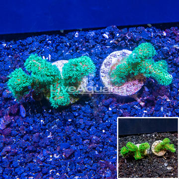 LiveAquaria® Two Pack Cultured Stylophora Coral