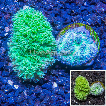 LiveAquaria® Two Pack Cultured Hydnophora Coral