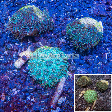 LiveAquaria® Three Pack Cultured Galaxea Coral