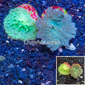 LiveAquaria® Two Pack Cultured Green Cabbage Leather Coral