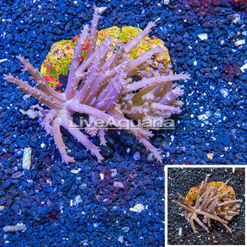 Indonesia Tree Coral