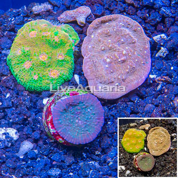 LiveAquaria® Three Pack Cultured Ultra Chalice Coral