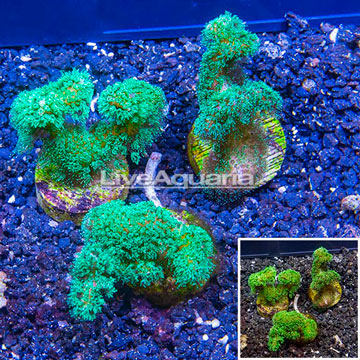 LiveAquaria® Three Pack Cultured Pocillopora Coral