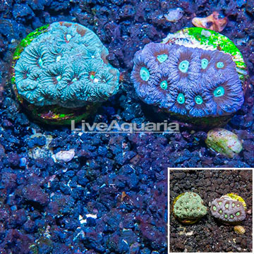 LiveAquaria® Two Pack Cultured Favia Coral