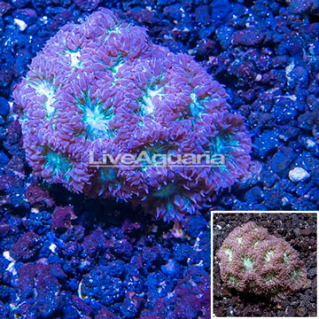 LiveAquaria® Cultured Blastomussa Coral