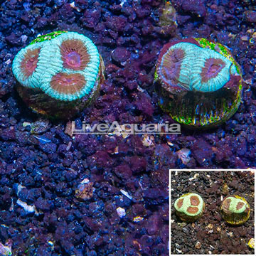 LiveAquaria® Two Pack Cultured Goniastrea Coral