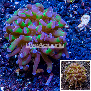 LiveAquaria® Cultured Hammer Coral