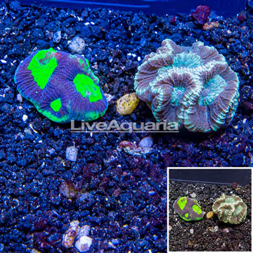 LiveAquaria® Two Pack Cultured Goniastrea Coral