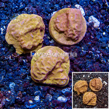 LiveAquaria® Three Pack Cultured Leptoseris Coral