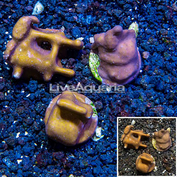 LiveAquaria® Three Pack Cultured Blue Ridge Coral