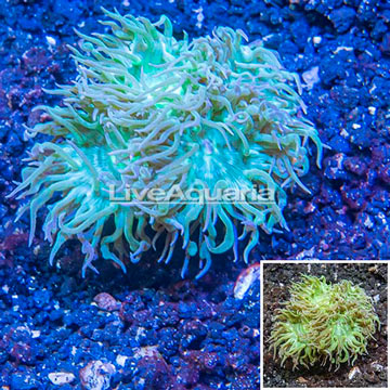 LiveAquaria® Cultured Duncan Coral