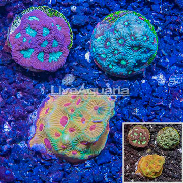 LiveAquaria® Three Pack Cultured Favia Coral