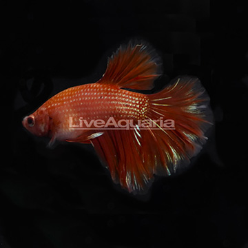 Blood Orange Halfmoon Betta, Male