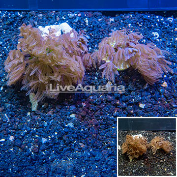 LiveAquaria® Two Pack Cultured Anthelia Coral