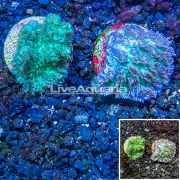 LiveAquaria® Two Pack Cultured Hydnophora Coral