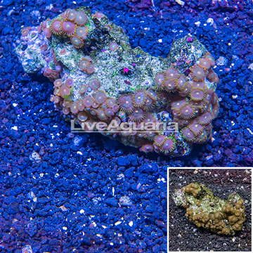 Zoanthus Coral Vietnam
