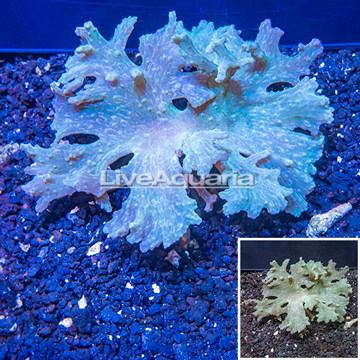 Green Cabbage Leather Coral Vietnam