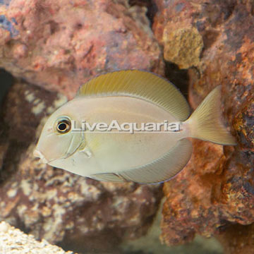 Epaulette Surgeonfish