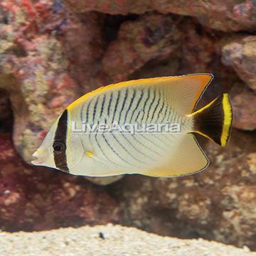 Chevron Butterflyfish EXPERT ONLY