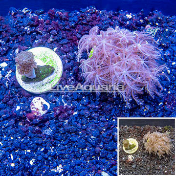 LiveAquaria® Two Pack Cultured Pineapple Tree and Waving Hand Coral