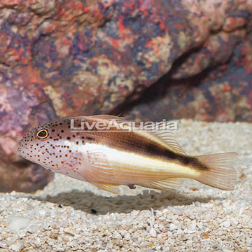 Freckled Hawkfish