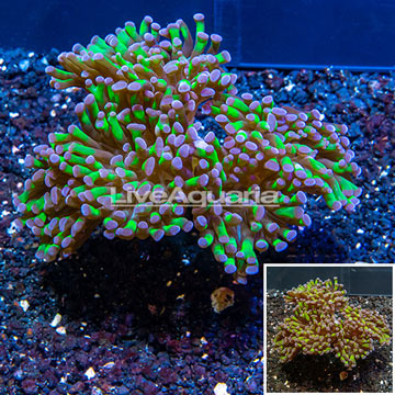 LiveAquaria® Cultured Hammer Coral