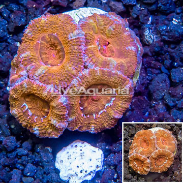 LiveAquaria® Cultured Acan Lord Coral