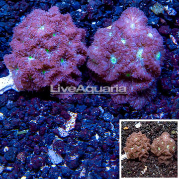 LiveAquaria® Two Pack Cultured Blastomussa Coral
