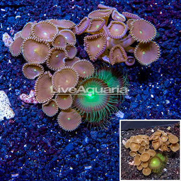 LiveAquaria® Three Pack Cultured Protopalythoa Coral 