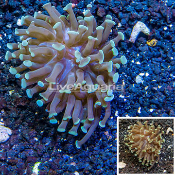 LiveAquaria® Cultured Hammer Coral