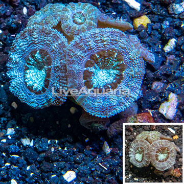 LiveAquaria® Cultured Acan Lord Coral
