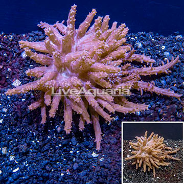 Tree Coral Indonesia