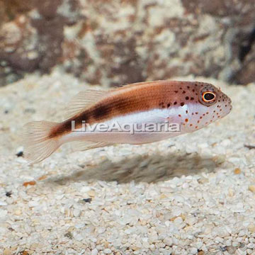 Freckled Hawkfish