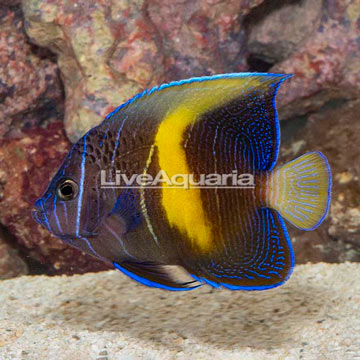 Maculosus Angelfish